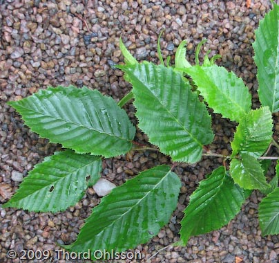 Carpinus betulus